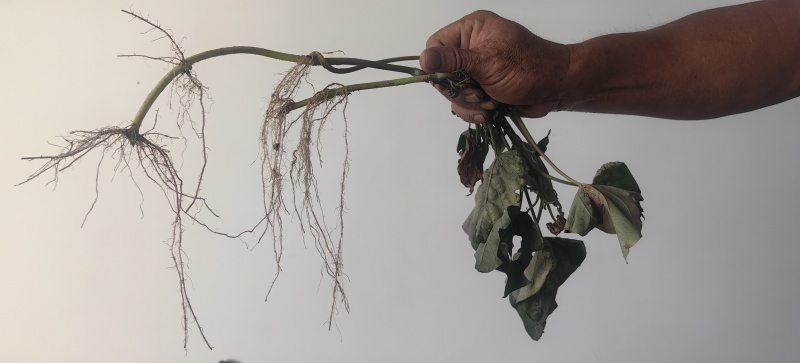 【实力推荐】精品西瓜红万亩种植基地接受种植订单欢迎来电