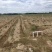 【实力推荐】精品西瓜红万亩种植基地接受种植订单欢迎来电