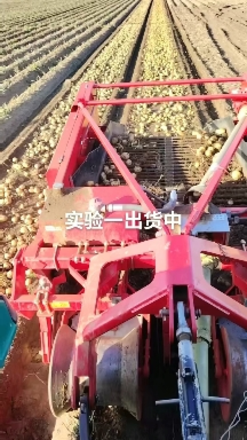 张北沃土5号大量上市中，专业团队为您服务挑选装车一条龙服务。