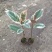 花金刚橡皮树盆栽室内观叶花卉绿植净化空气美观