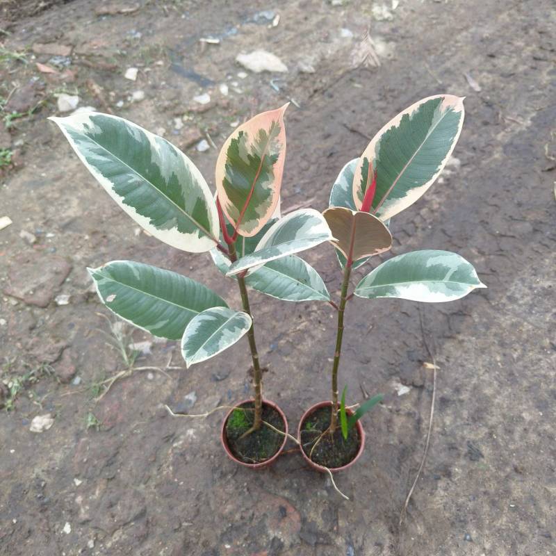 花金刚橡皮树盆栽室内观叶花卉绿植净化空气美观