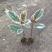 花金刚橡皮树盆栽室内观叶花卉绿植净化空气美观