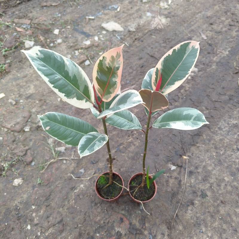 花金刚橡皮树盆栽室内观叶花卉绿植净化空气美观