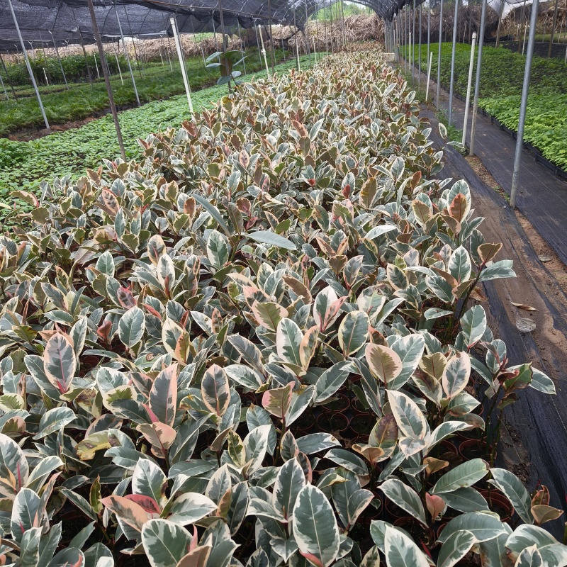 花金刚橡皮树盆栽室内观叶花卉绿植净化空气美观