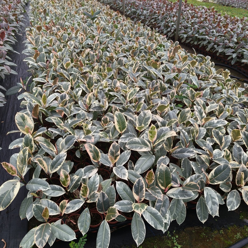 花金刚橡皮树盆栽室内观叶花卉绿植净化空气美观