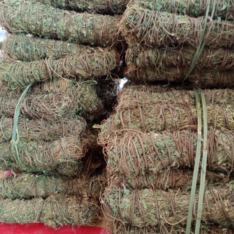 野生鸡骨草