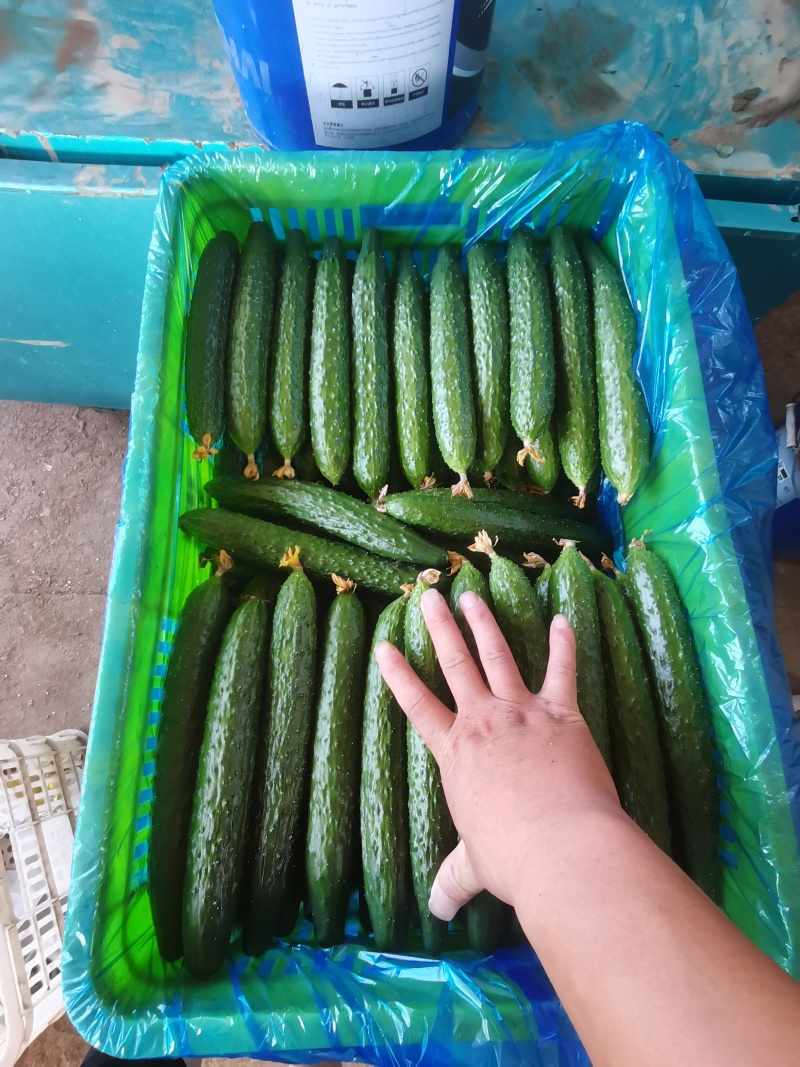 精品密刺黄瓜产地直发品质保证现摘现发干花带刺可视频看货