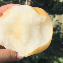 丰水梨产地江苏省徐州市睢宁县鲜甜多汁美味可口。