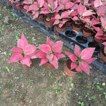 吉利红盆栽室内彩叶花卉绿植净化空气美观可水培