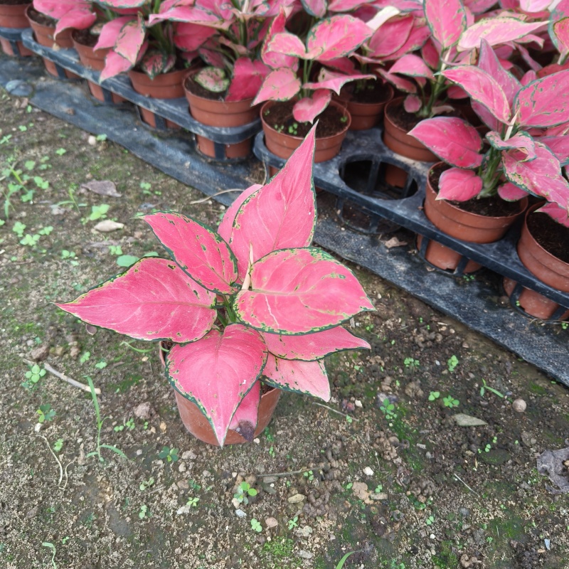吉利红盆栽室内彩叶花卉绿植净化空气美观可水培