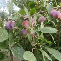 新疆喀什伽师县，伽师西梅