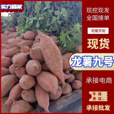 龙九蜜薯西瓜红支持各种规格包装交通便利