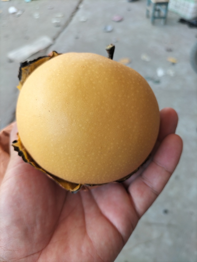 砀山县圆黄梨，含糖量高，鲜果精选装箱，产地对接市场及电商