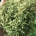 金银花批发供应金银花河南封丘优质山金银花花草茶