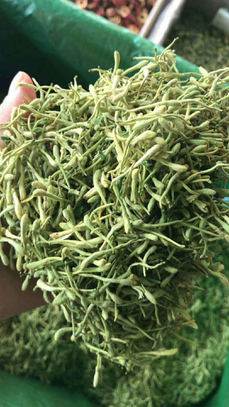 金银花批发供应金银花河南封丘优质山金银花花草茶