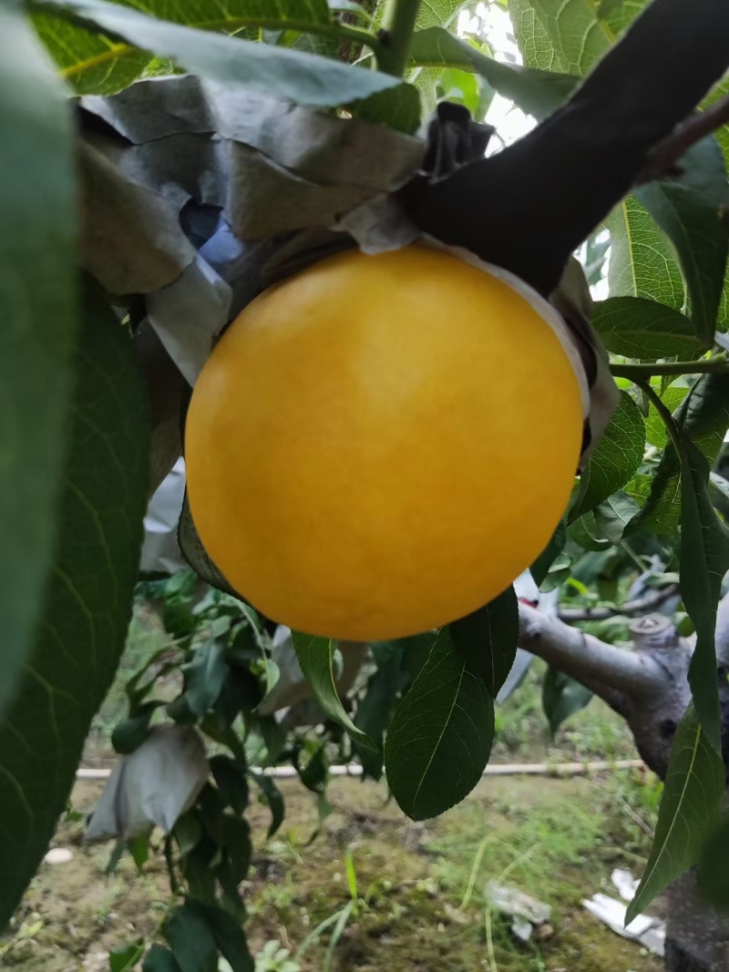 树熟大黄桃批发