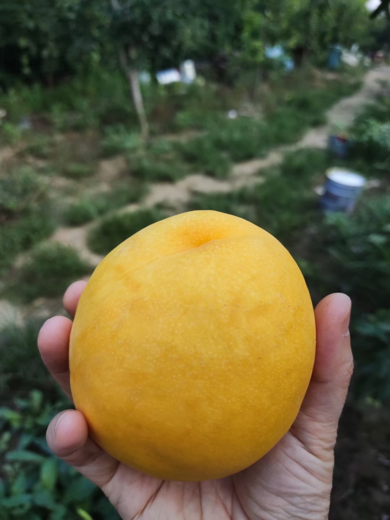树熟大黄桃批发