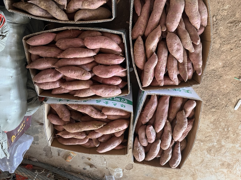 紫薯在超市货架上陈列