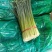 山东平度韭苔韭菜苔精品库存韭苔，即将出库量大从优