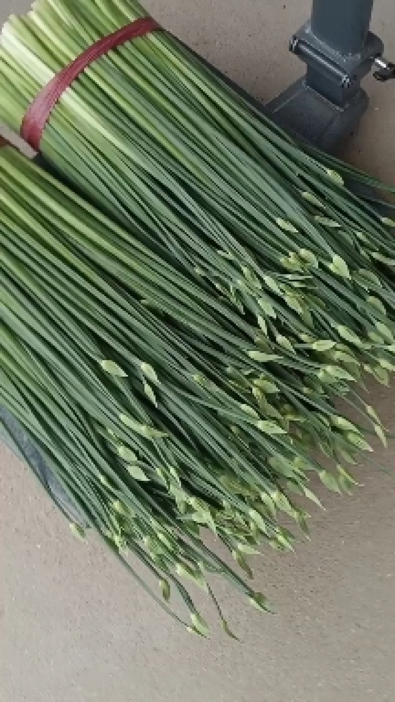 山东平度韭苔韭菜苔精品库存韭苔，即将出库量大从优