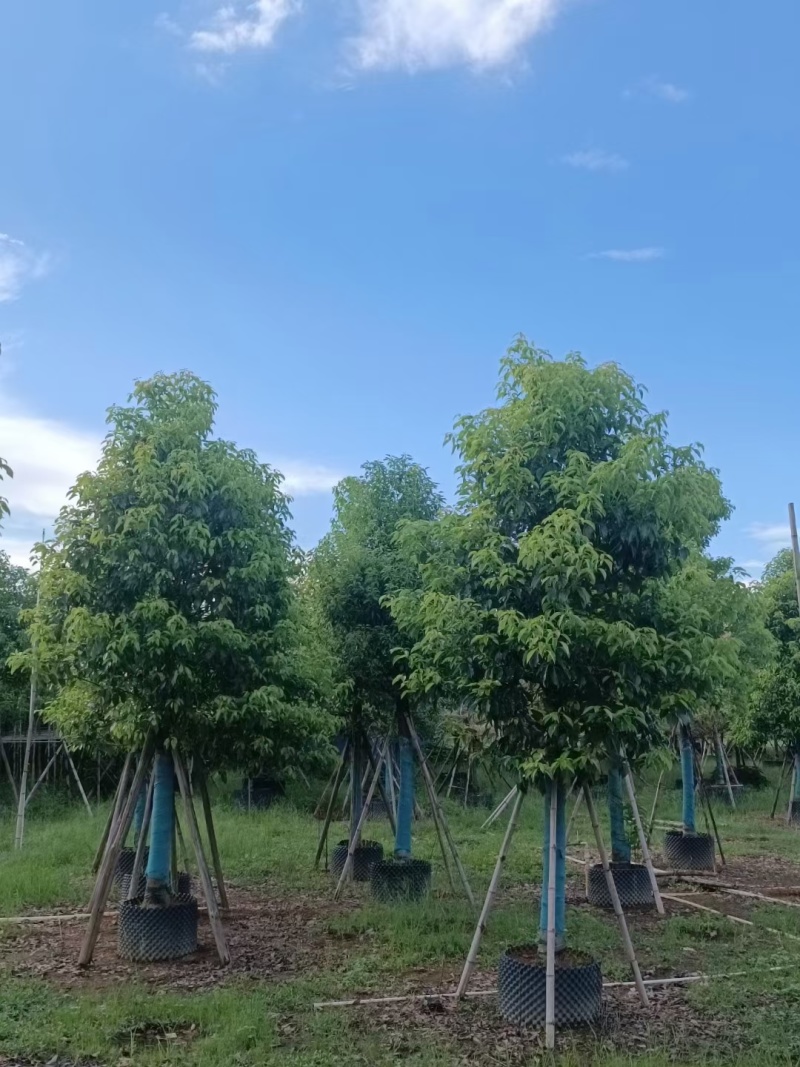 香樟树大冠幅10-12-15-18-20公分大量现货