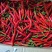 红小米椒，香辣可口，可视频看货。支持电商，全国发货