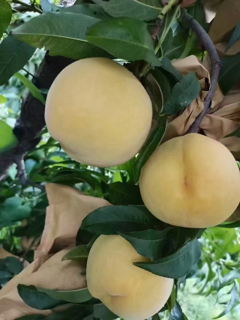 个头大颜色好