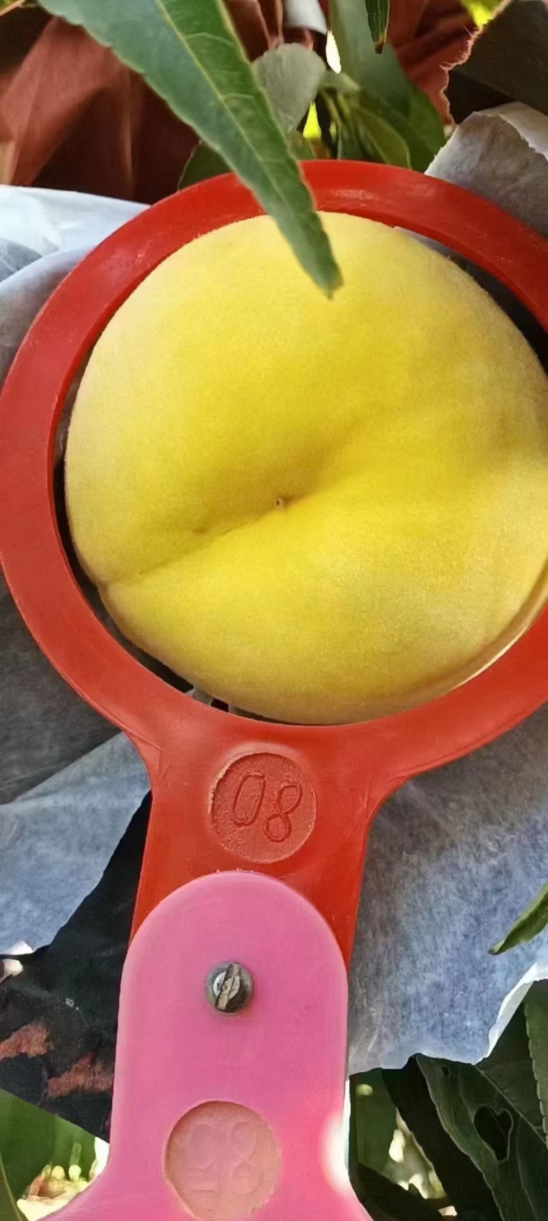 个头大颜色好