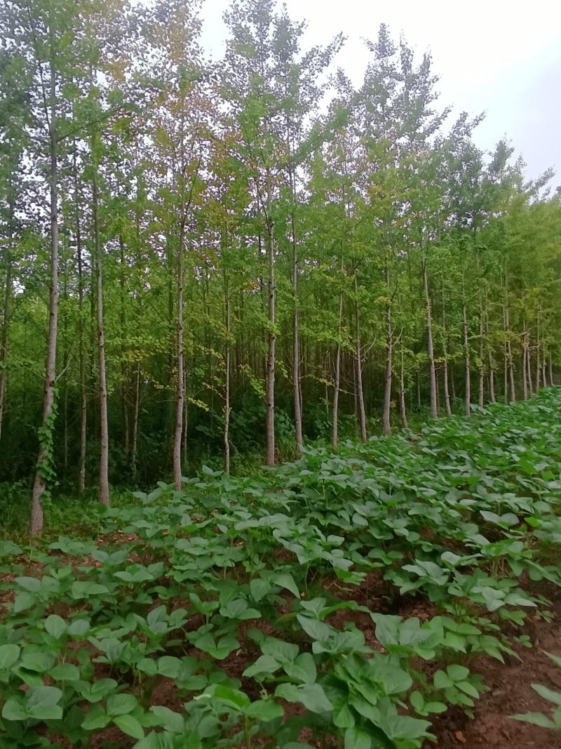 银杏树。便宜处理