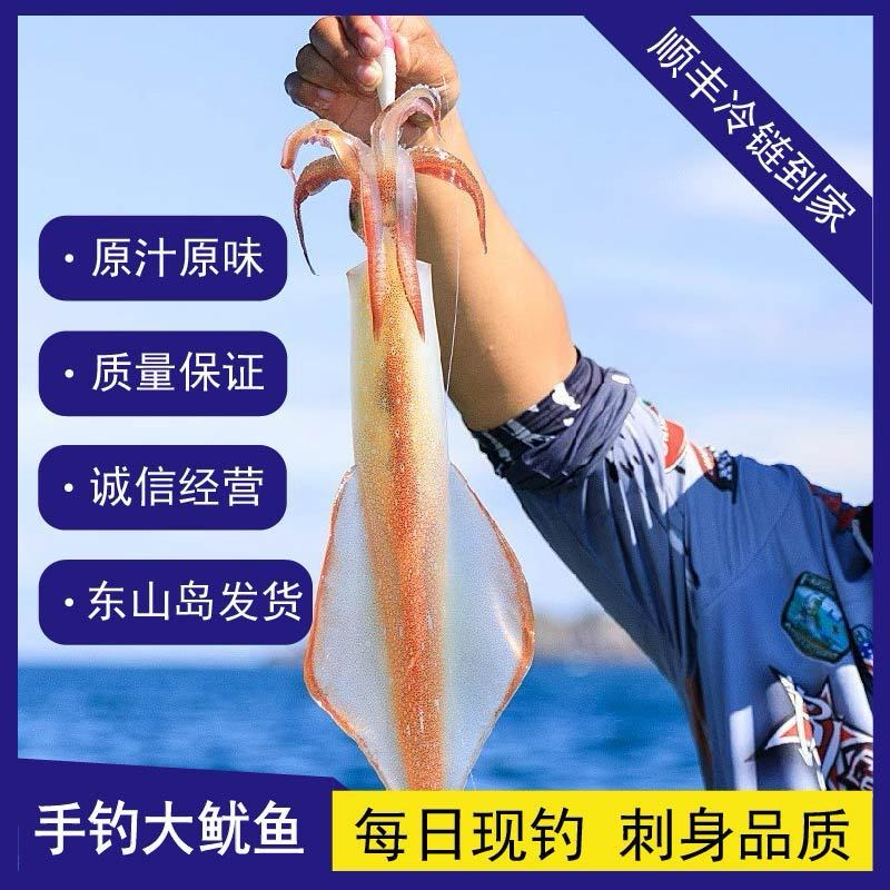 手钓大管批发东山岛火箭鱿鱼批发大管批发