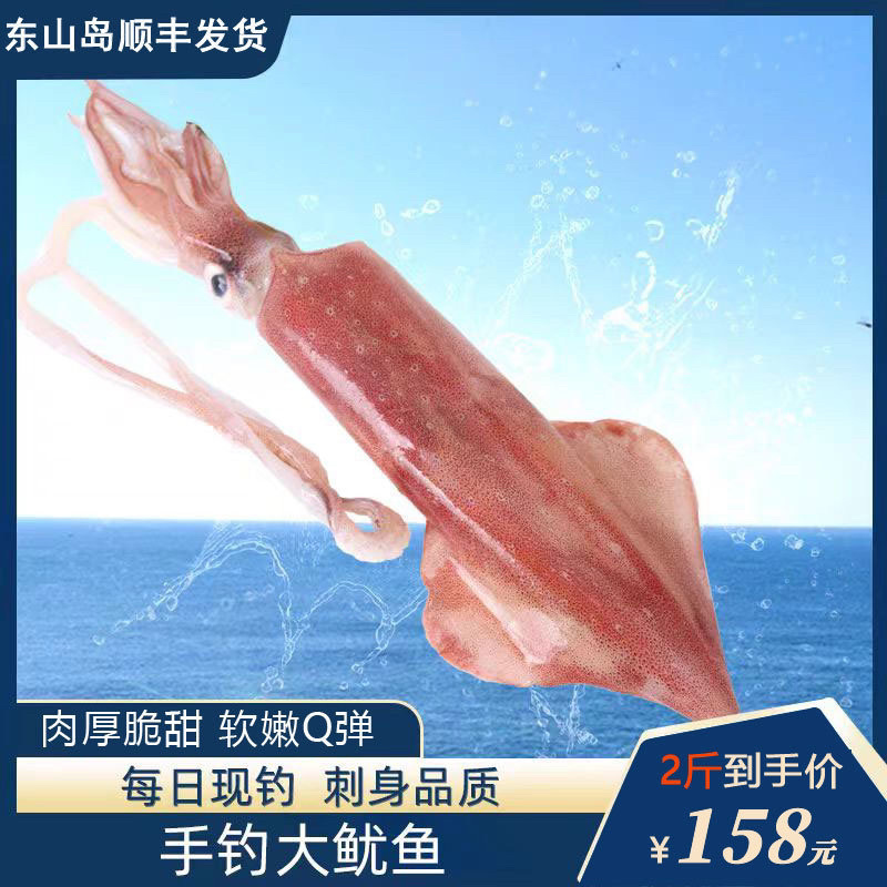 手钓大管批发东山岛火箭鱿鱼批发大管批发