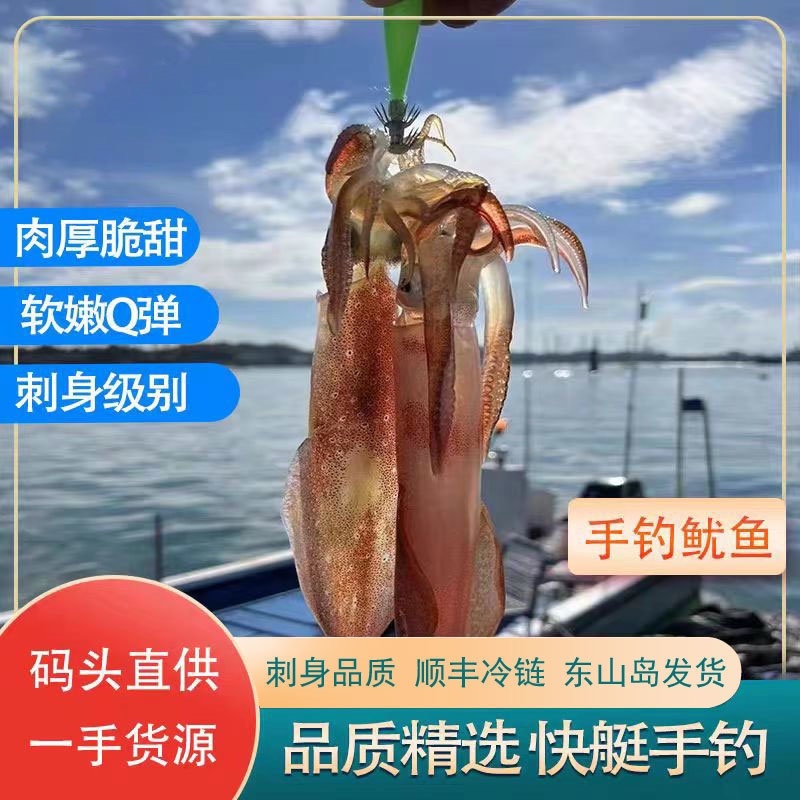 手钓大管批发东山岛火箭鱿鱼批发大管批发