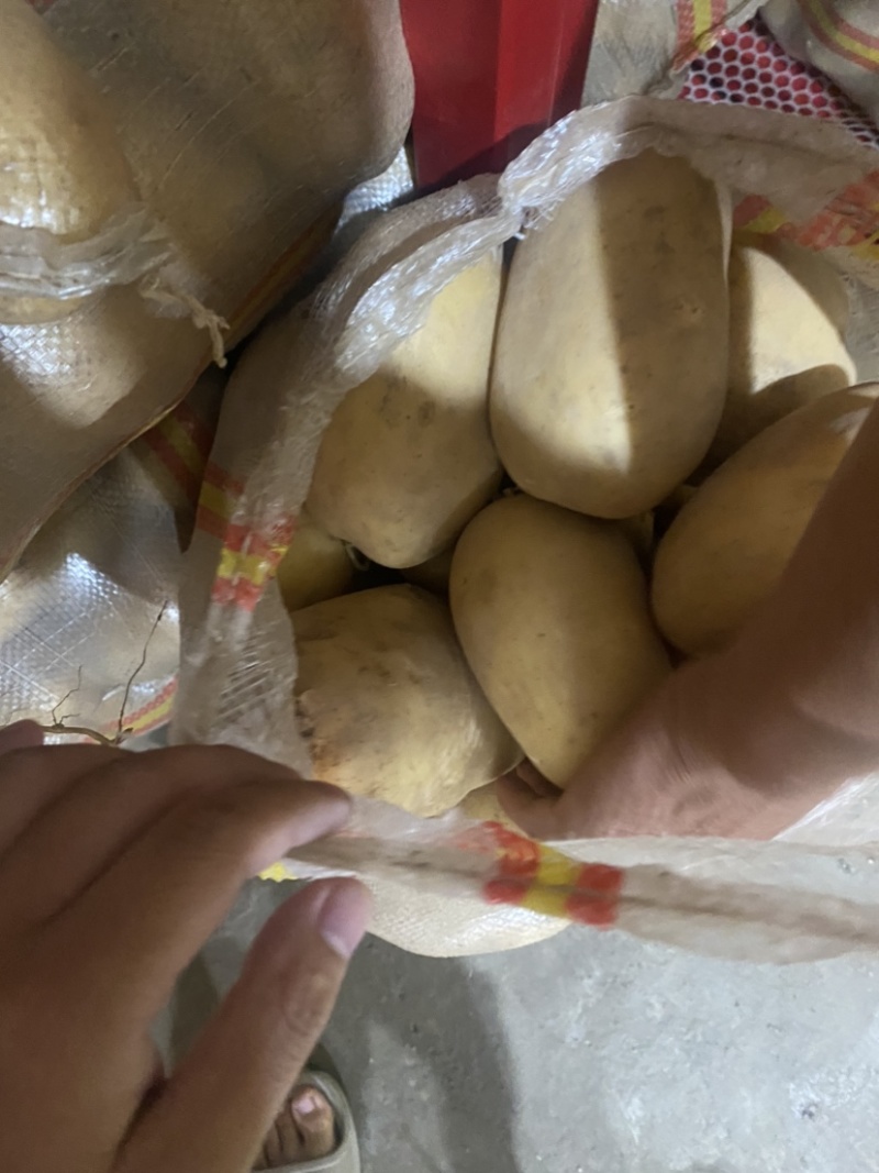 沃土五号土豆各种规格都有电商货市场货