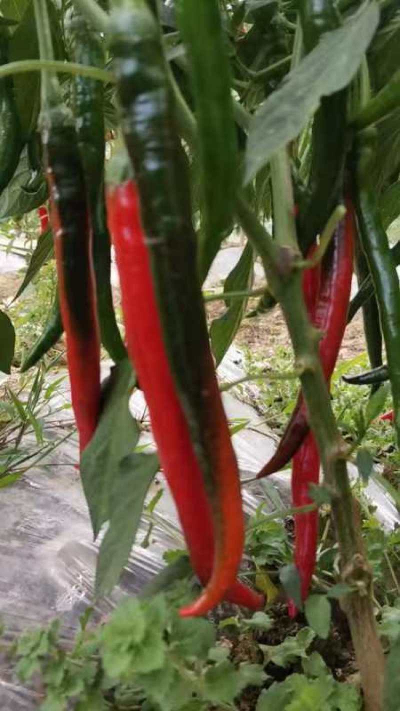 3号线椒和7号线椒，大量现货