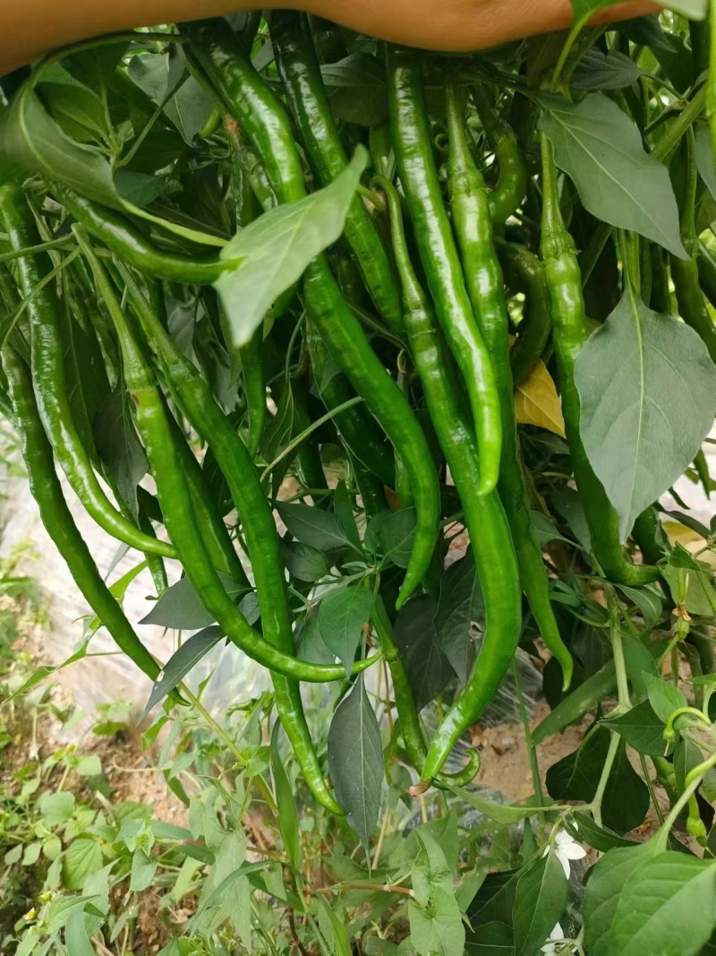 3号线椒和7号线椒，大量现货