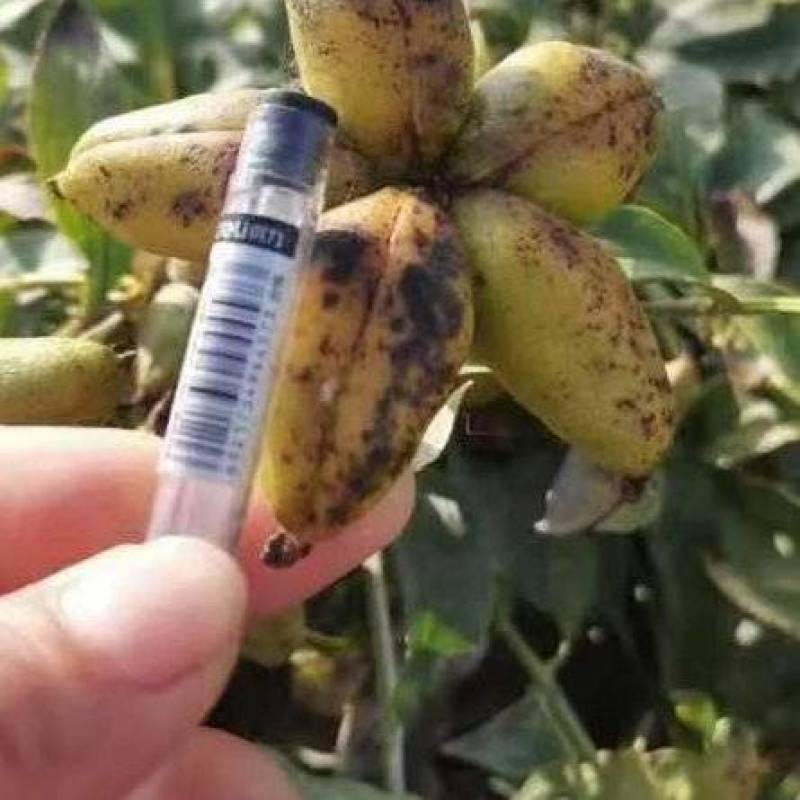 赤芍角、每年大量有货