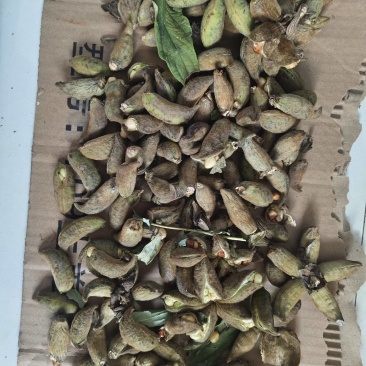 牡丹角、每年大量有货