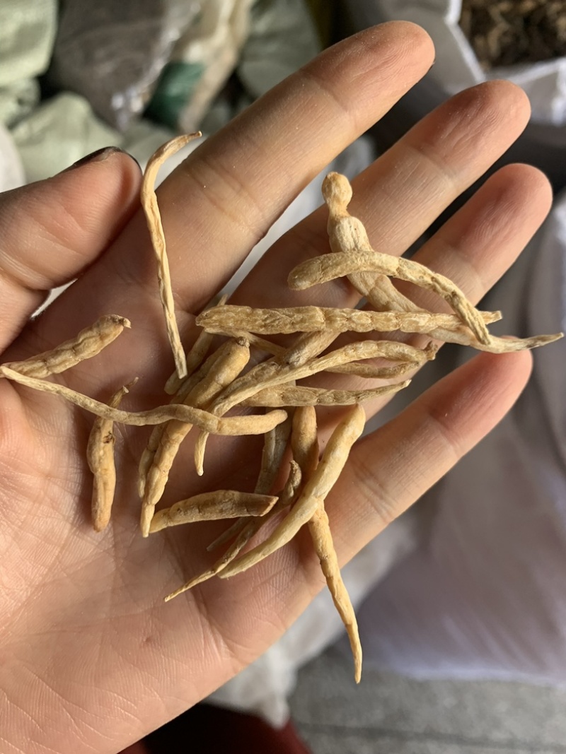 正宗野生太子参不熏硫磺孩儿参儿童煲汤非中药材