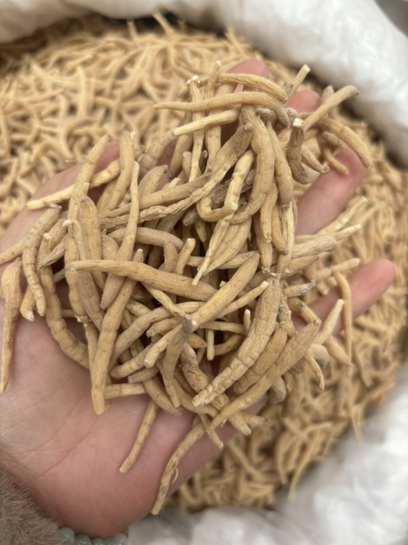 正宗野生太子参不熏硫磺孩儿参儿童煲汤非中药材