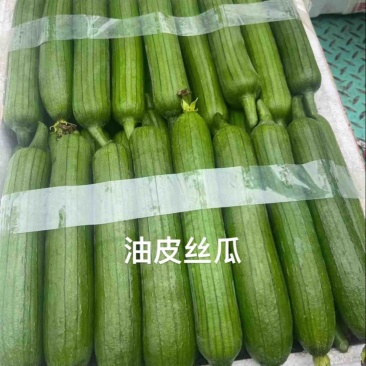 油皮丝瓜精品