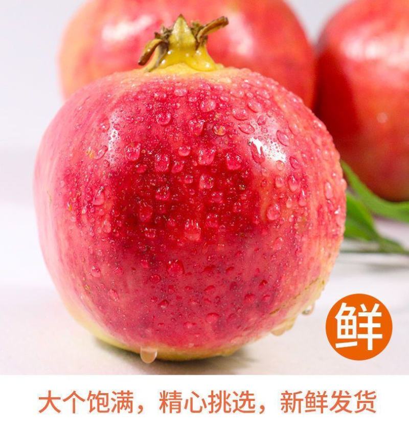 【正宗突尼斯】四川会理突尼斯软籽石榴当季新鲜蒙自石榴