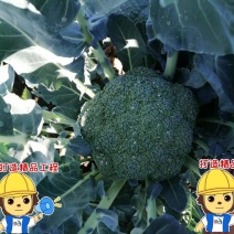 坝上耐寒优秀精品西兰花，6到10月份大量供应，品质保证
