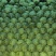 河北张家口沽源县甘蓝产地直发,对接市场发全国
