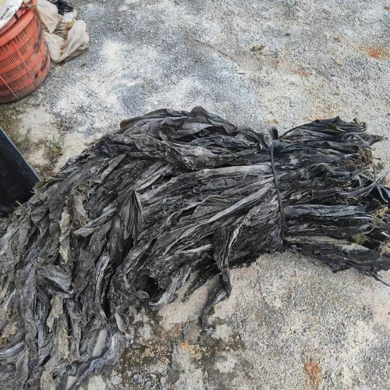 福建省霞浦县中国海带之乡晒干无沙海带