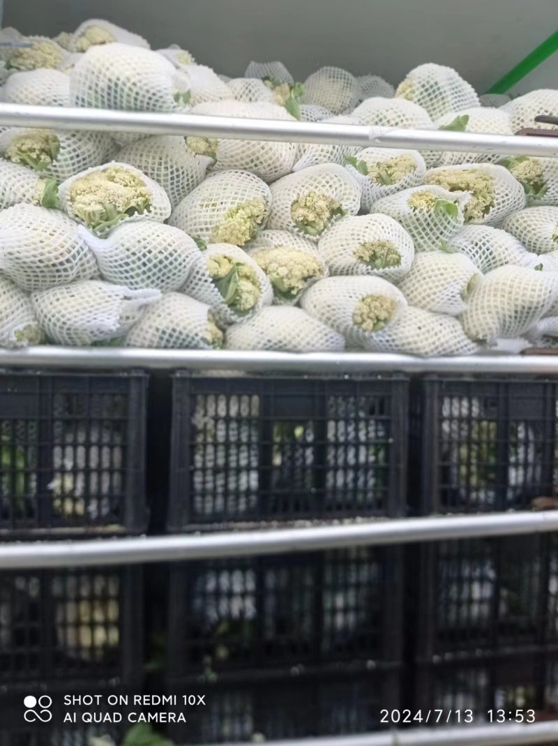 河北张家口沽源县，花菜产地代发全国，诚信为本质量保证。