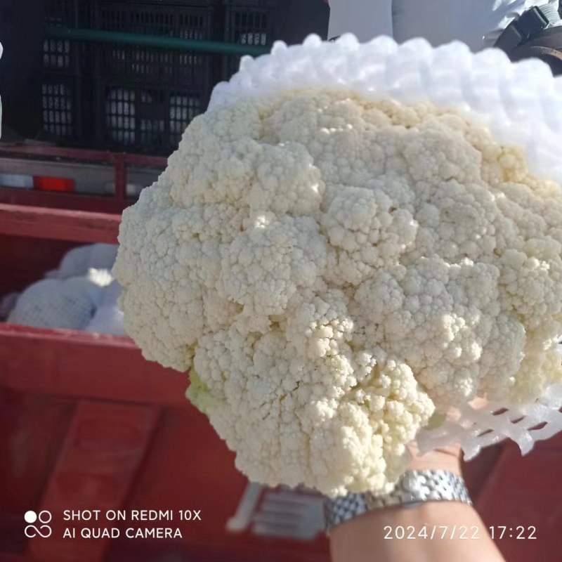 河北张家口沽源县，花菜产地代发全国，诚信为本质量保证。