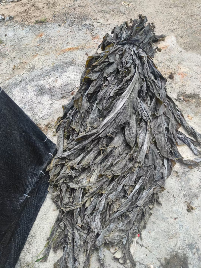 福建省霞浦县中国海带之乡晒干无沙海带