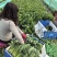 精品【菠菜】对接电商市场商超等各类客户欢迎咨询