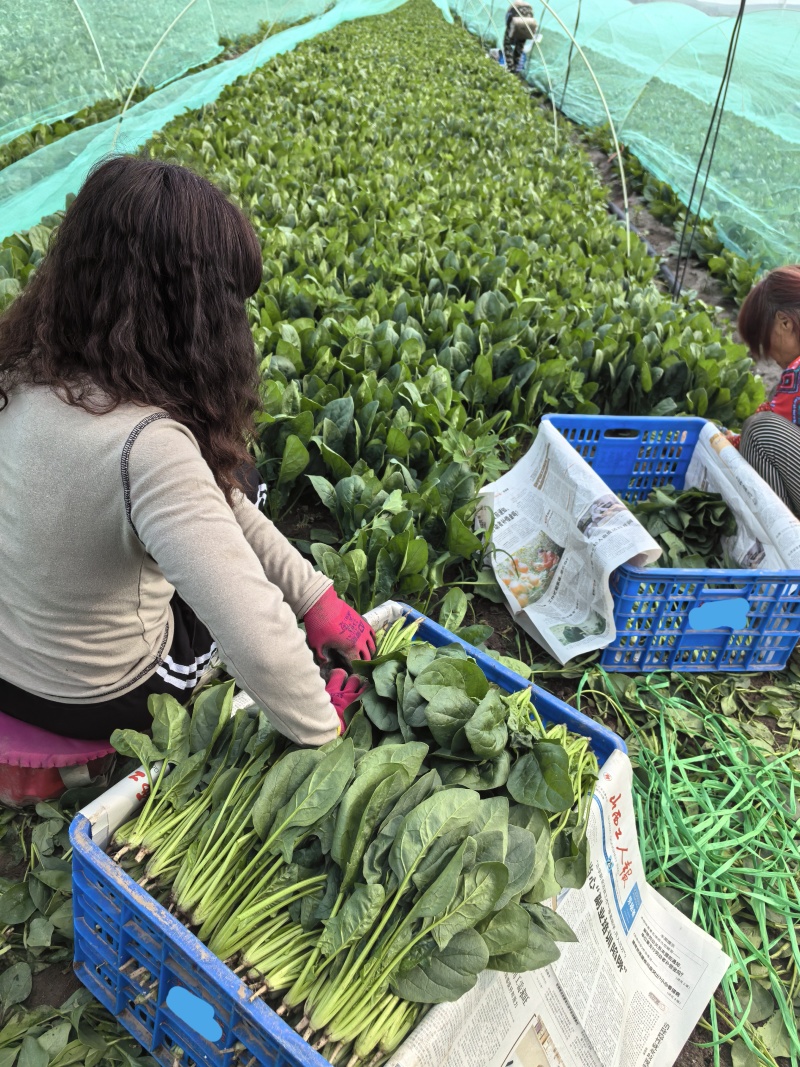 精品【菠菜】对接电商市场商超等各类客户欢迎咨询