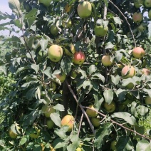 苹果（预售），基地直供，自产自销，寻求长期合作